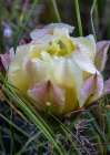 Prickly pear cactus in bloom in Theodore Roosevelt National Park, North Dakota, USA. Art Print